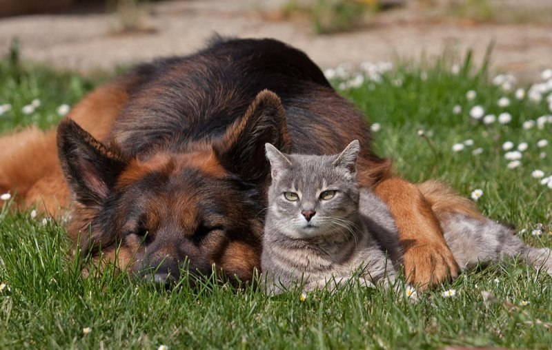 кот и пёс дружат, альтернатива дракам