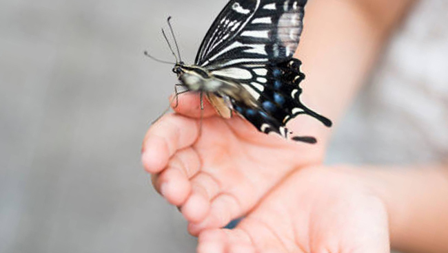 Бабочка села на руку - примета