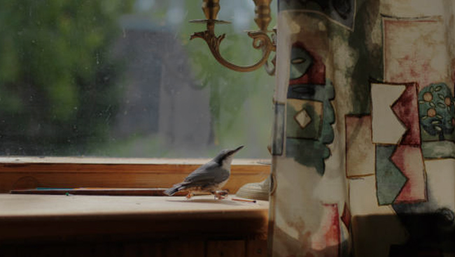 ptica zaletela v okno primeta