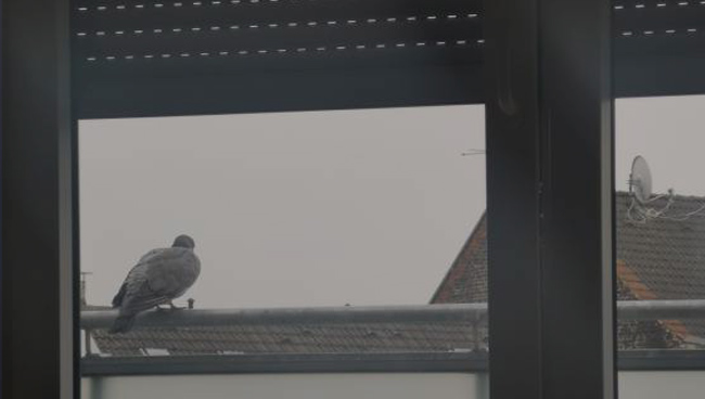 Примета: голубь на окне подоконнике 