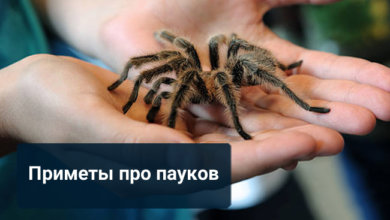 Приметы про пауков
